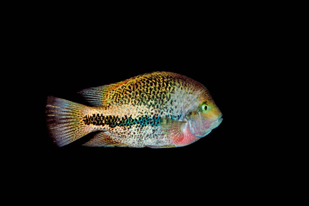 istock RED-HEADED CICHLID cichlasoma synspilum AGAINT BLACK BACKGROUND  PH 1215351835
