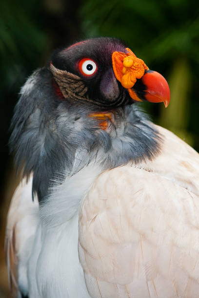 istock HEAD OF KING VULTURE sarcoramphus papa    PH 1215351859