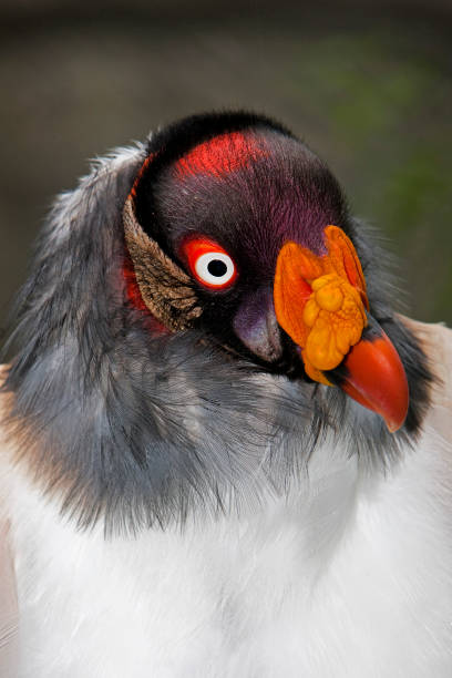 istock HEAD OF KING VULTURE sarcoramphus papa    PH 1215351881