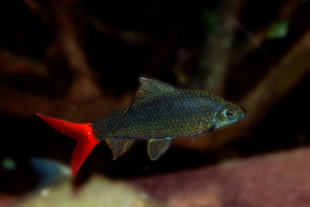 istock BICOLOR LABEO epalzeorhynchos erythrurus            : 1215351917
