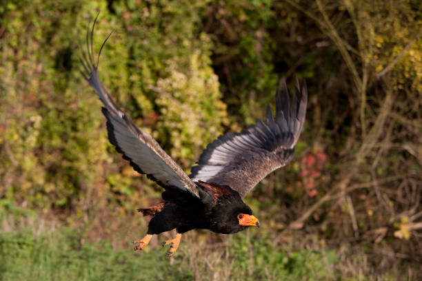istock BATELEUR EAGLE terathopius ecaudatus, ADULT FLYING PH 1215351919
