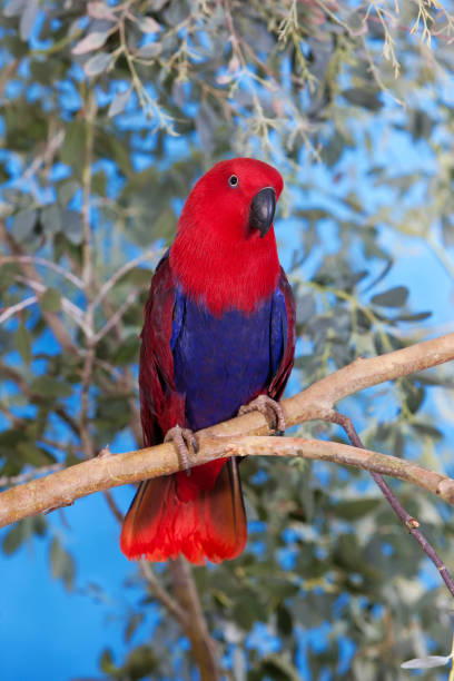 istock ECLECTUS PARROT eclectus roratus, FEMALE ON BRANCH PH 1215353572