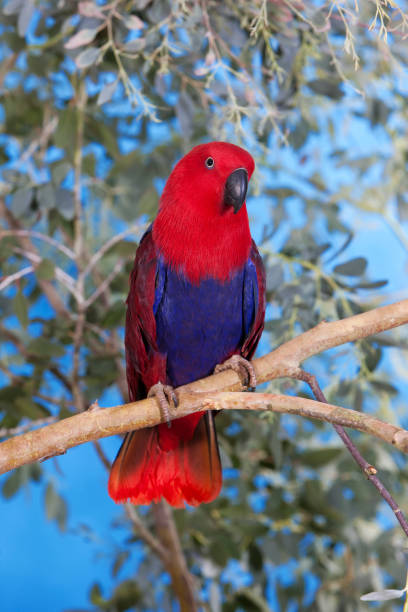 ECLECTUS PARROT eclectus roratus, FEMALE ON BRANCH PH ECLECTUS PARROT eclectus roratus, FEMALE ON BRANCH eclectus parrot australia stock pictures, royalty-free photos & images
