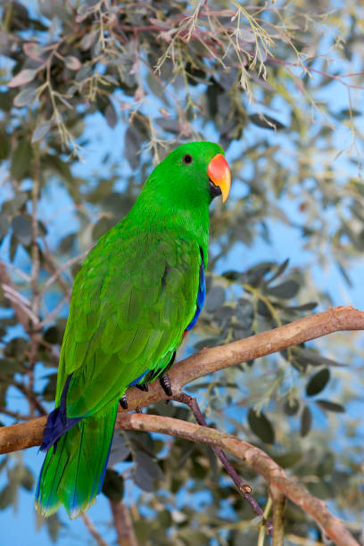 ECLECTUS PARROT eclectus roratus, MALE ON BRANCH PH ECLECTUS PARROT eclectus roratus, MALE ON BRANCH eclectus parrot australia stock pictures, royalty-free photos & images