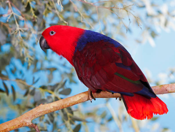 ECLECTUS PARROT eclectus roratus, FEMALE ON BRANCH PH ECLECTUS PARROT eclectus roratus, FEMALE ON BRANCH eclectus parrot australia stock pictures, royalty-free photos & images
