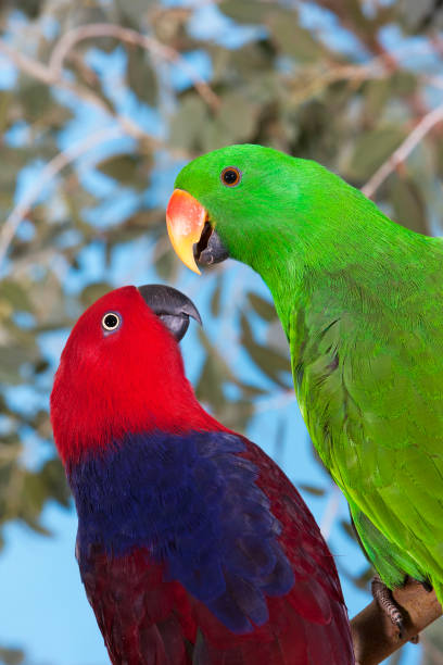 istock MALE AND FEMALE ECLECTUS PARROT eclectus roratus            PH 1215353600