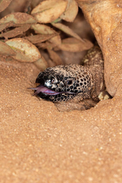 head of beaded lizard heloderma horridum, venomous specy, показывая его вилкед тоузу - heloderma horridum стоковые фото и изображения