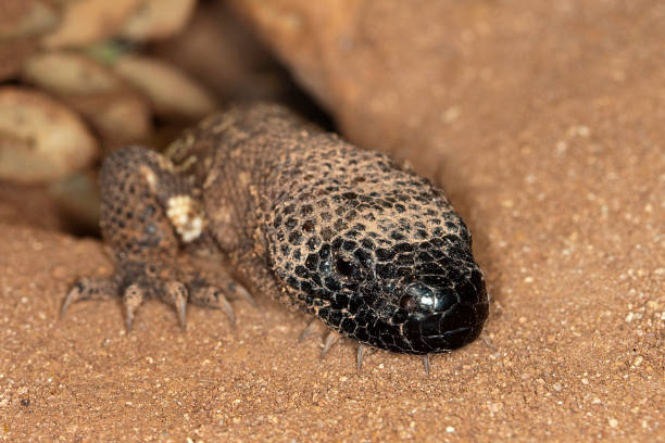 beaded lizard heloderma horridum, a venomous specy, coming out of cavity ph - heloderma horridum stock-fotos und bilder