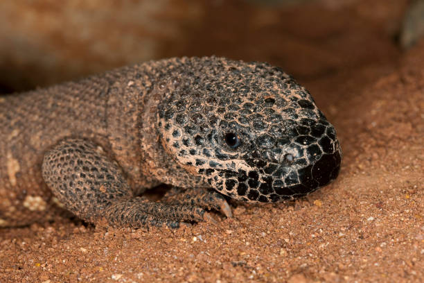 head of beaded lizard heloderma horridum, a venomous specy ph - heloderma horridum stock-fotos und bilder