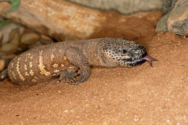 istock BEADED LIZARD heloderma horridum, A VENOMOUS SPECY, SHOWING FORKED TONGUE PH 1215353625