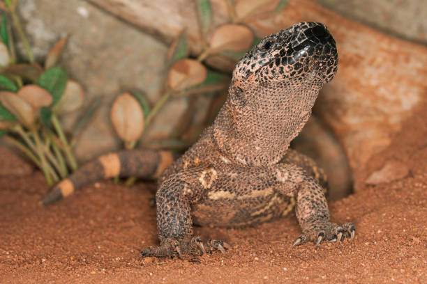 beaded lizard heloderma horridum, a venomous specy ph - heloderma horridum stock-fotos und bilder