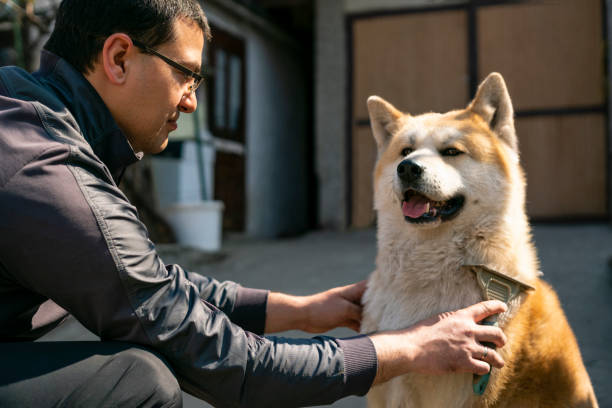 istock Man brushing relaxed yellow Akita dog's fur 1215354521