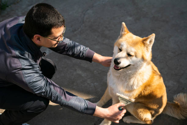 istock Kneeling man brushing fur off sitting Akita dog 1215354523