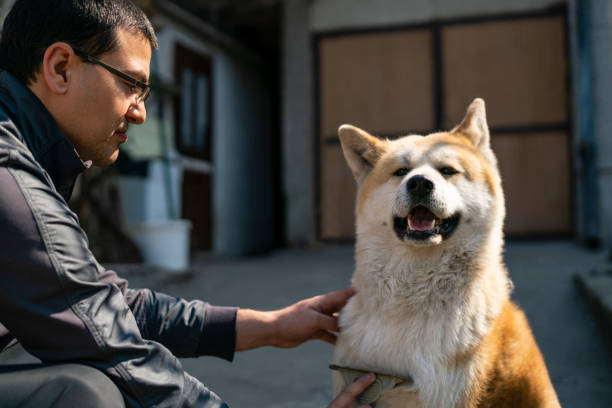 istock Man brushing cheerful akita dog's fur 1215354537