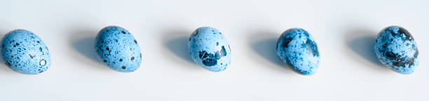 quail eggs on a white background. a regular pattern. banner. toned classic blue color trend 2020 year