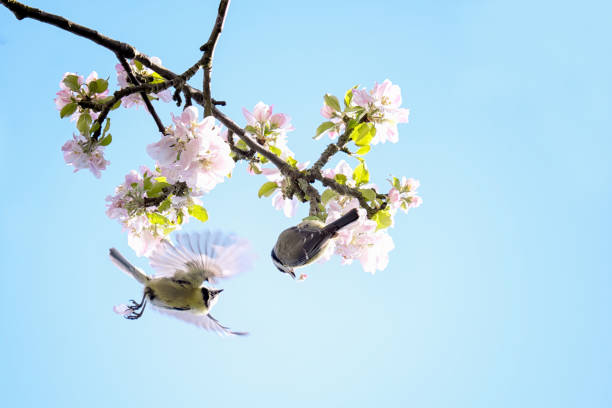 istock Pair of blue tits birds 1215355121