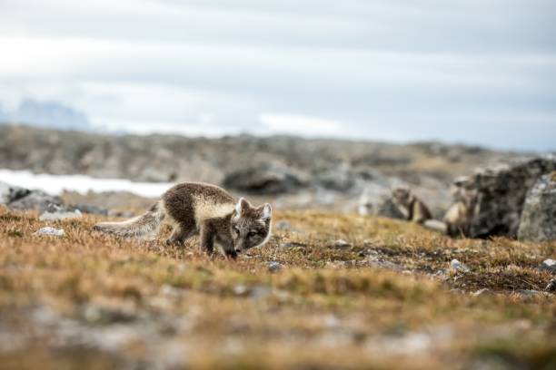Arctic Fox cub near their den, Vulpes lagopus, in the nature rocky habitat, Svalbard, Norway, wildlife scene, action, arctic glacier and mountain covered by snow in background,cute young mammals, wild cachorro de zorro ártico cerca de su guarida, vulpes lagopus, en el hábitat rocoso de la naturaleza, svalbard, noruega, escena de vida silvestre, acción, glaciar ártico y montaña cubierta de nieve en el fondo, lindos mamíferos jóvenes, salvajes