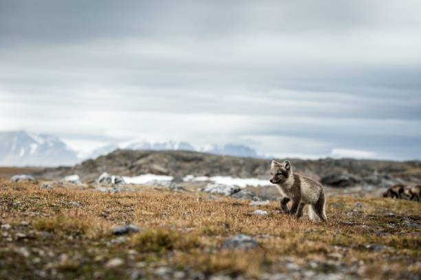 Arctic Fox cub near their den, Vulpes lagopus, in the nature rocky habitat, Svalbard, Norway, wildlife scene, action, arctic glacier and mountain covered by snow in background,cute young mammals, wild stock photo