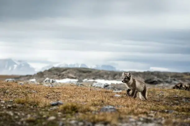 Photo of Arctic Fox cub near their den, Vulpes lagopus, in the nature rocky habitat, Svalbard, Norway, wildlife scene, action, arctic glacier and mountain covered by snow in background,cute young mammals, wild