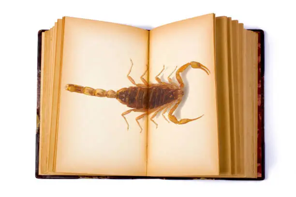 Photo of Open Book with a Gold Scorpion