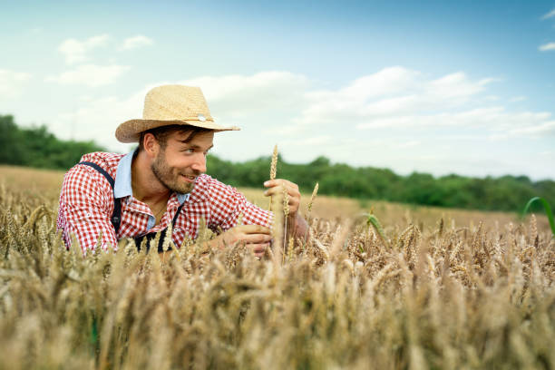 istock Farmer checking if crops are ready to be harvested. 1215356324
