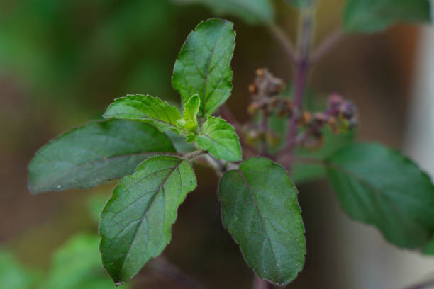 цветок листьев базилика и растение или ocimum tenuiflorum являются аюрведа медицины, широко известный как tulasi является ароматическим многолетним р - ayurveda india scented asian culture стоковые фото и изображения