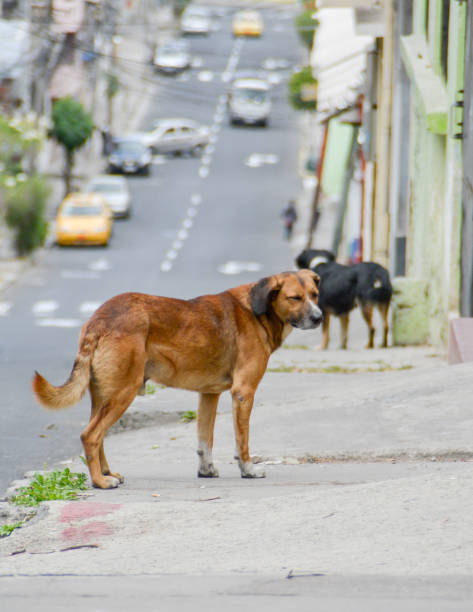 istock Dog stray mutt street quito 1215356919