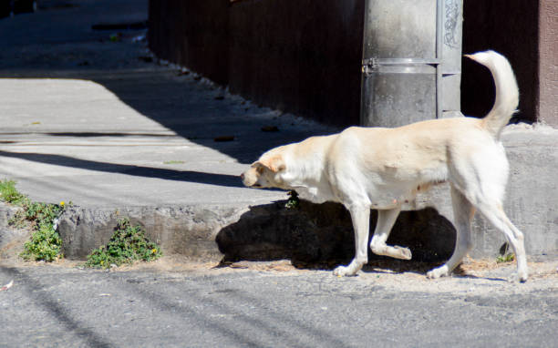 istock Dog stray mutt street quito 1215356930
