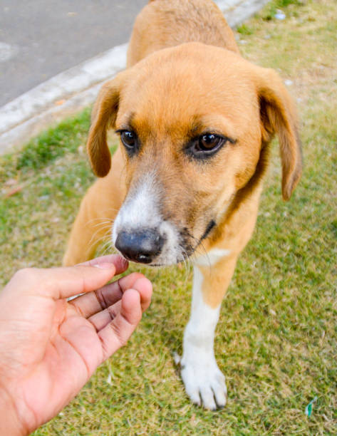 istock Dog stray mutt street quito 1215358072