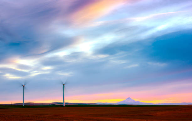 Wind Turbines on wheat field at dusk