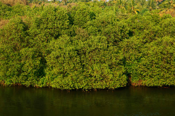istock Mangrove trees along the sea water 1215358134