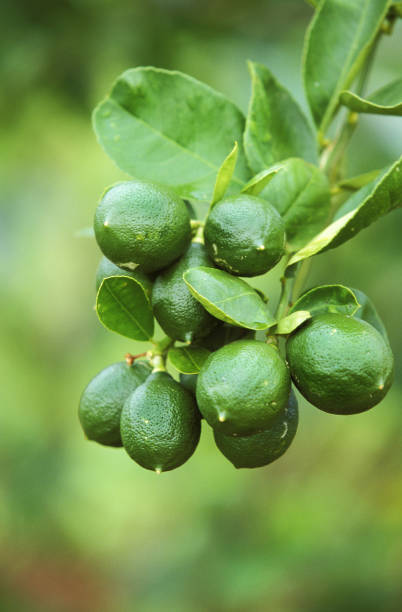 istock BRANCH OF LEMON TREE IN HAWAII 1215358576
