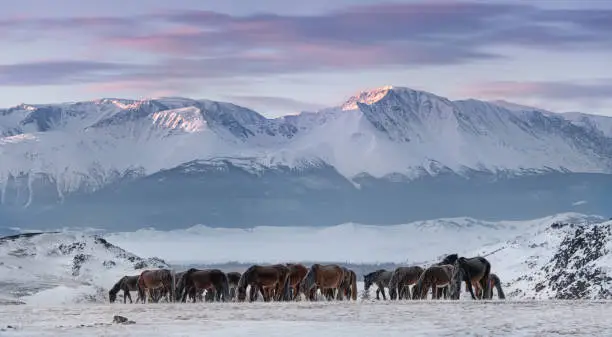 Herd Of Free-Living Horses With Hoarfrost Tails And Manes Peacefully Grazes Against The Snow-White North-Chuya Ridge.Steed On Free Pasture, Winter Freezing Day.Free Grazing Hoss. Life in Siberia,Altai