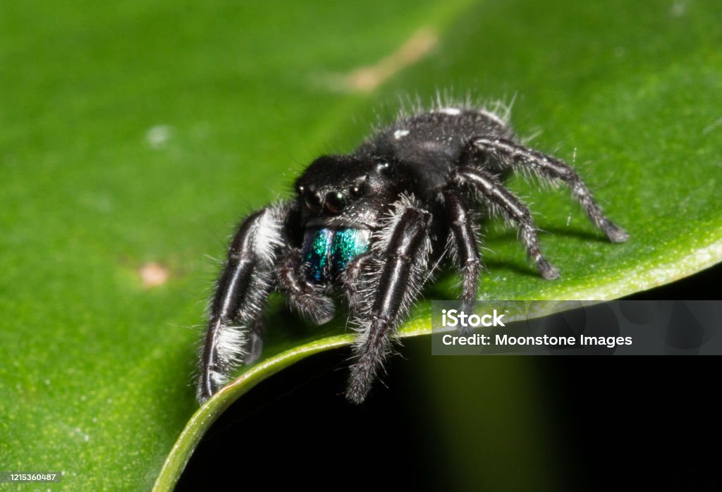 Bold Jumping Spider Bold Jumping Spider (Phidippus Audax) found in the US and Canada Jumping Spider Stock Photo