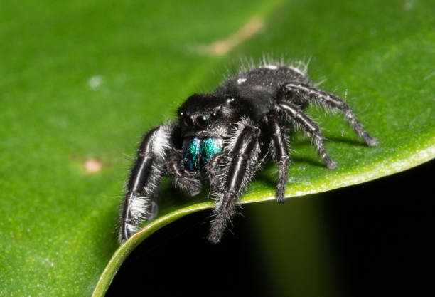 Bold Jumping Spider Bold Jumping Spider (Phidippus Audax) found in the US and Canada jumping spider photos stock pictures, royalty-free photos & images