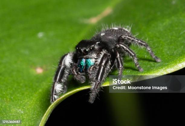Bold Jumping Spider Stock Photo - Download Image Now - Jumping Spider, Vibrant Color, Arachnid