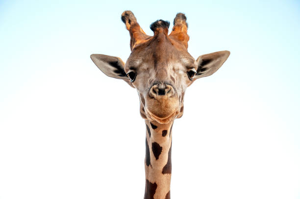 istock Closeup shot of giraffe 1215362491