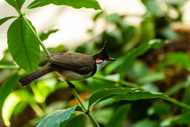 istock Red Whiskered Bulbul perched on a branch of a plant. 1215362608