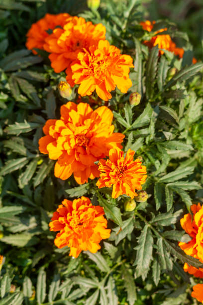 istock French Marigold Flower in the garden 1215362687