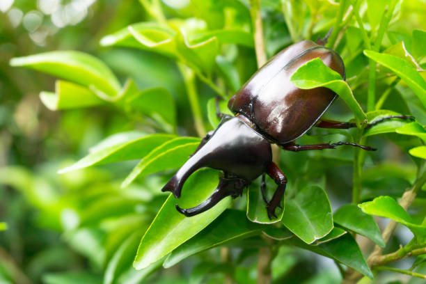 istock Dynastinae or rhinoceros beetles (Allomyrina dithotomus) 1215362778