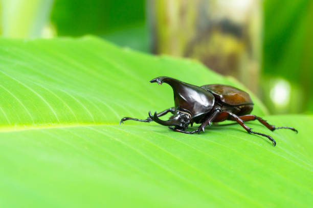 istock Dynastinae or rhinoceros beetles (Allomyrina dithotomus) 1215362827