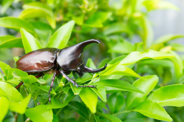 istock Dynastinae or rhinoceros beetles (Allomyrina dithotomus) 1215362837