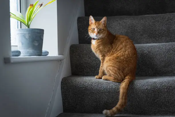 Photo of Ginger Tom Cat