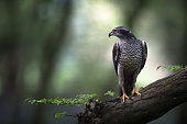 Goshawk perched in ancient woodland as the morning light cuts through the canopy.