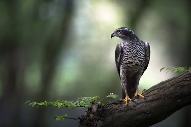 Photo of Goshawk perched in ancient woodland as the morning light cuts through the canopy.