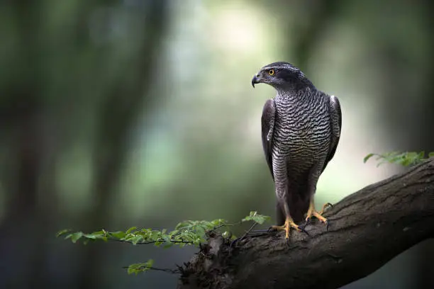 A Goshawk is perched in ancient woodland as the morning sun cuts through the tree canopy.