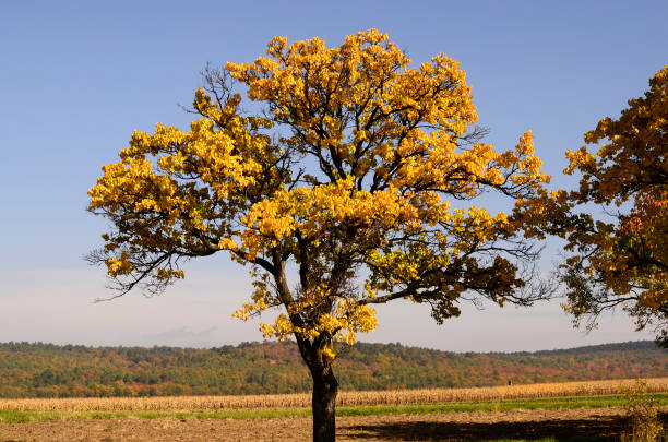 istock Austria, Season, Autumn 1215366039