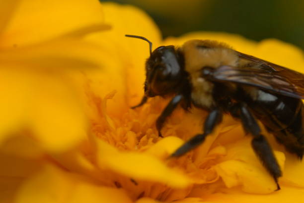 istock Close-ups of Bees 1215366192