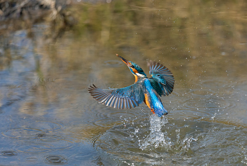 Female common kingfisher (Alcedo atthis) emerging from the water.