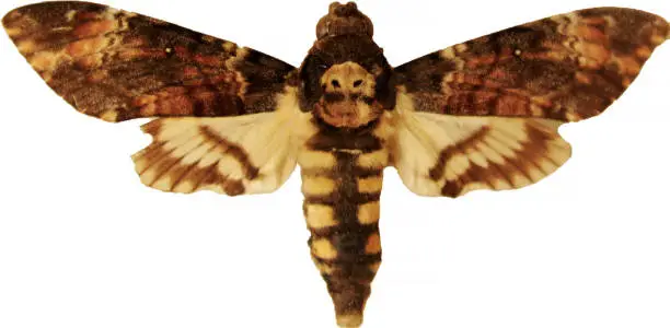 Adult Death's-head Hawkmoth (Acherontia atropos) isolated on white.